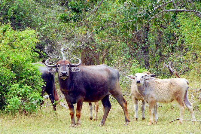 Yala Safari from Hambantota Port by BTM - Private & All Inclusive - What the Reviews Say