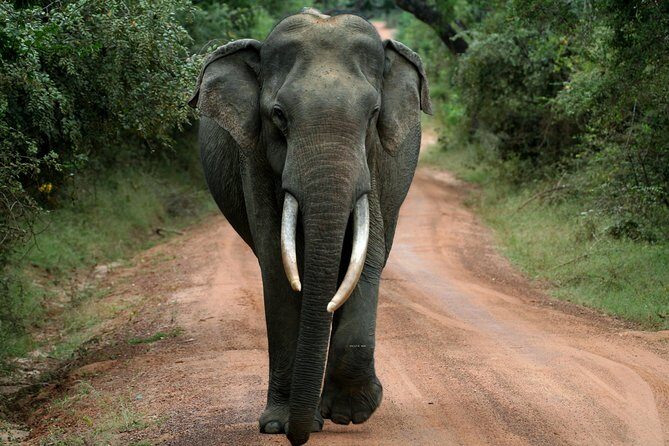 Yala Safari Jeep tour with Abraham Travel - Key Points