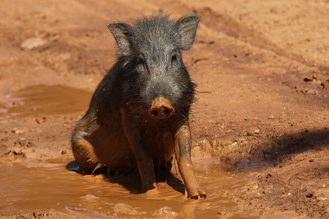 Yala Safari Jeep tour with Abraham Travel - Crafting a Genuine Wildlife Safari Experience