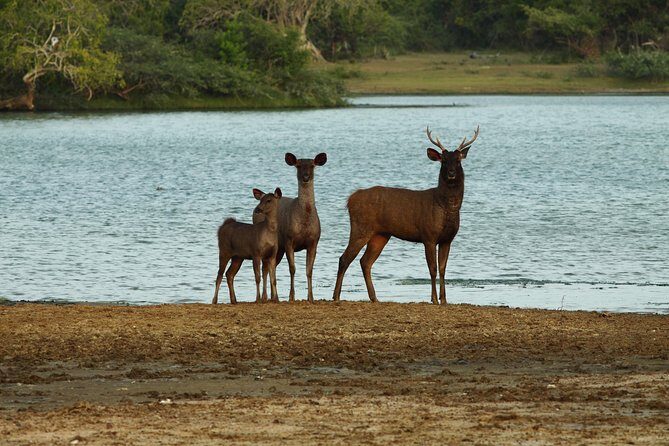 Yala Safari Jeep tour with Abraham Travel - What to Expect During Your Safari