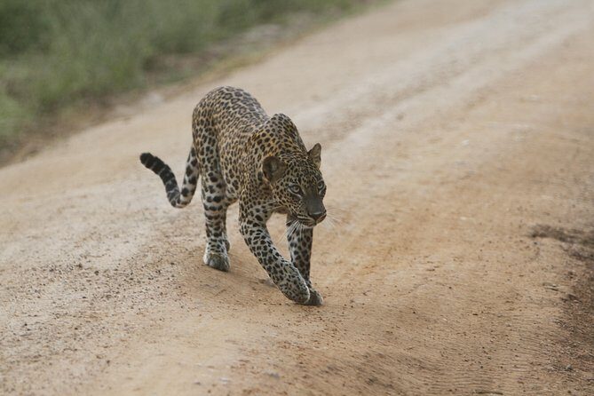Yala Safari Jeep tour with Abraham Travel - Wildlife and Birdwatching Highlights