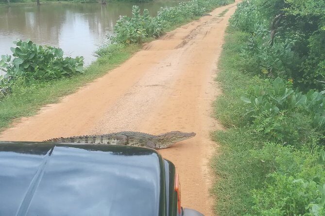 Yala Safari Jeep tour with Abraham Travel - Practicalities and Tips for Your Safari