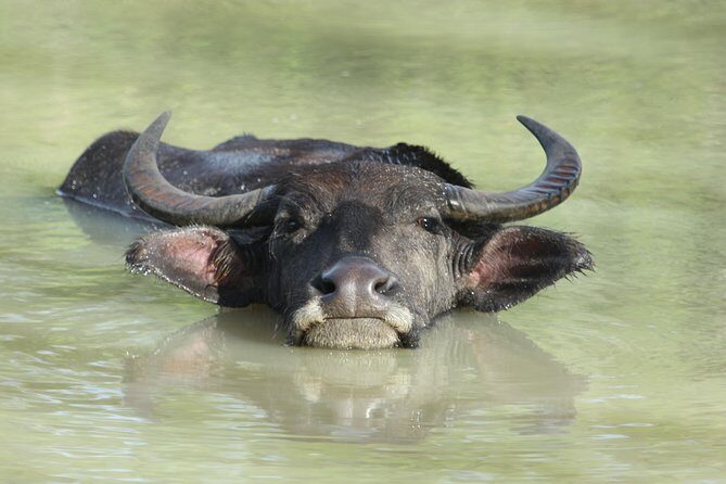 Yala Safari Jeep tour with Abraham Travel - Authentic Experiences from Reviewers