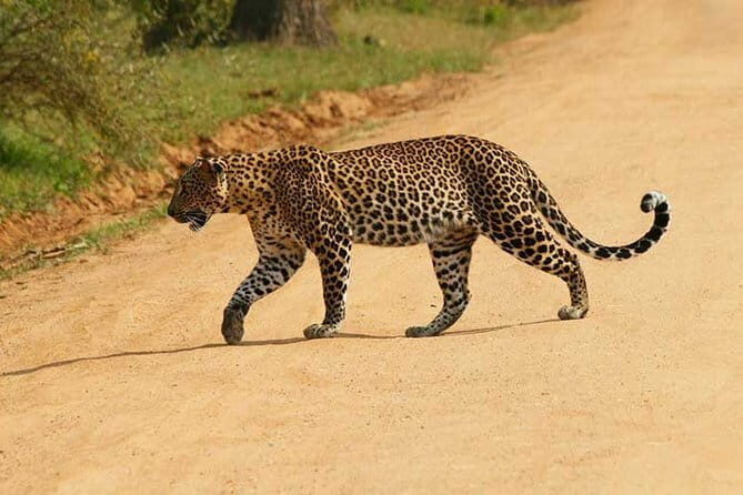 Yala Safari Private Day Tour From Kaluthara/Beruwala/Bentota/Kosgoda/Ahungalla - The Experience Breakdown
