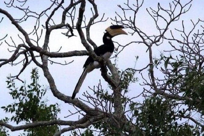 Yala Safari Private Day Tour From Kaluthara/Beruwala/Bentota/Kosgoda/Ahungalla - What Makes This Tour Stand Out?