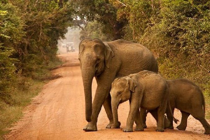 Yala Safari Private Day Tour From Kaluthara/Beruwala/Bentota/Kosgoda/Ahungalla - Who Is This Tour Best For?