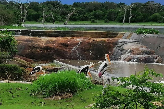Yala Safari Private Day Tour Kaluthara/Beruwala/Bentota/Kosgoda/Ahungalla - The Experience in Detail