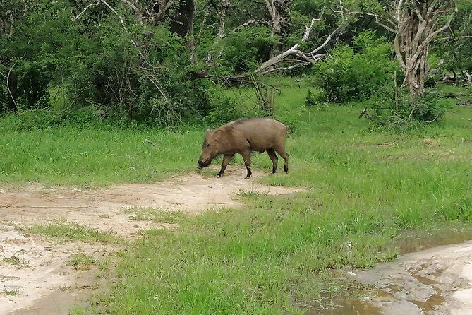 Yala Safari Private Day Tour Kaluthara/Beruwala/Bentota/Kosgoda/Ahungalla - Who Should Consider This Tour?