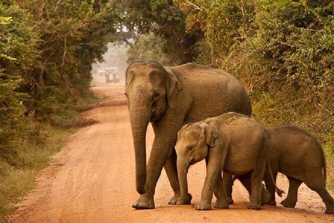 Yala Safari Private Day Tour Kaluthara/Beruwala/Bentota/Kosgoda/Ahungalla - The Sum Up