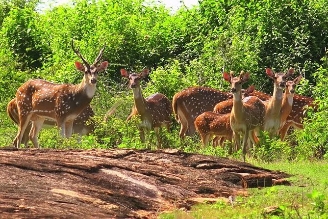 Yala Safari Private Day Tour Kaluthara/Beruwala/Bentota/Kosgoda/Ahungalla - FAQ