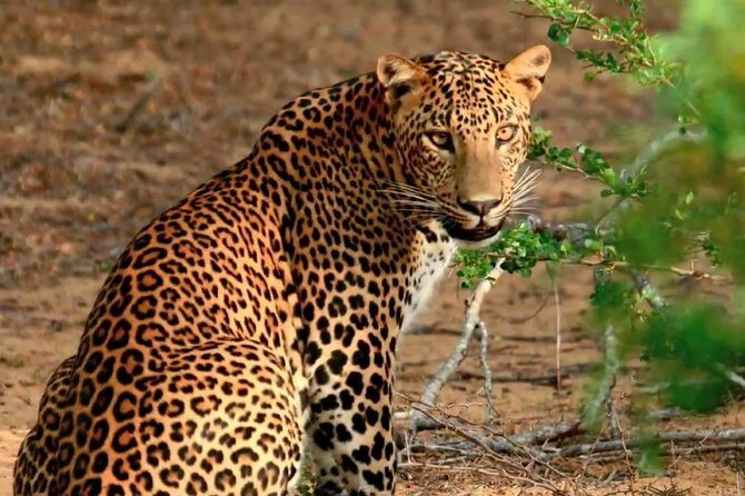 Yala Safari Private Day Trip with Return Transport -All Inclusive - Exploring Yala National Park: Expectation vs Reality