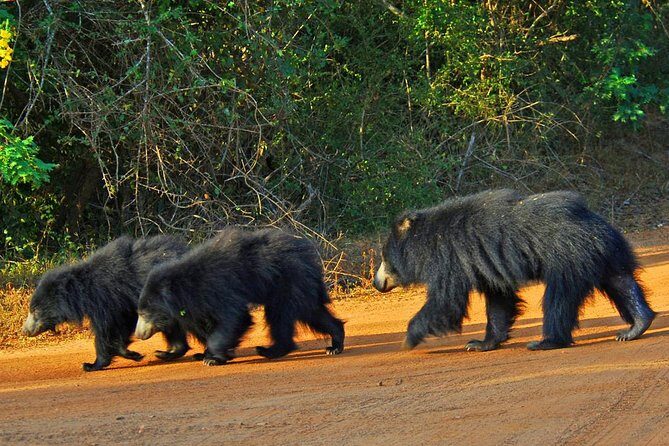Yala Safari Private Day Trip with Return Transport -All Inclusive - The Return Trip: A Note on Transportation and Safety