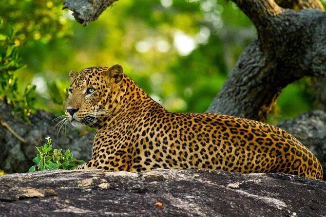 Yala Safari Private Day Trip with Return Transport -All Inclusive - Authentic Experiences and Hidden Gems
