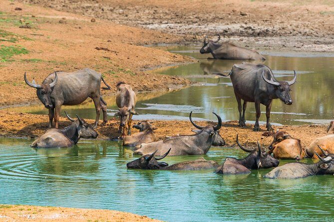 Yala Safari Private Day Trip with Return Transport -All Inclusive - Value for Money: Is It Worth the Price?