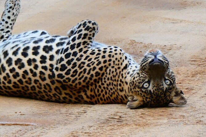 YALA SAFARI TOUR From Galle/Unawatuna/Mirissa/Matara/Tangalle - What Makes the Yala Safari from Galle Stand Out?