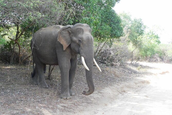 YALA SAFARI TOUR From Galle/Unawatuna/Mirissa/Matara/Tangalle - The Itinerary: What to Expect