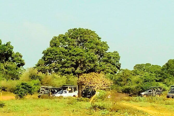 YALA SAFARI TOUR From Galle/Unawatuna/Mirissa/Matara/Tangalle - The Sum Up
