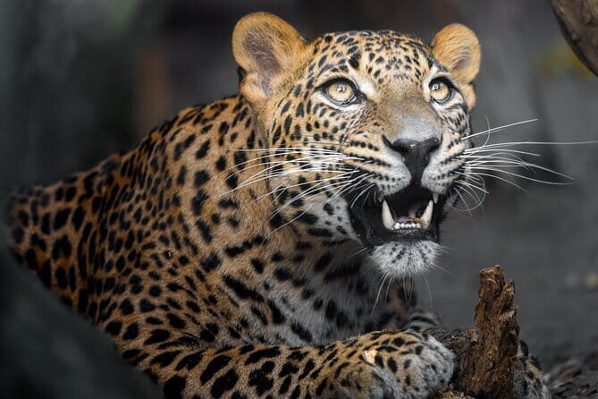 YALA SAFARI TOUR from Galle/Unawatuna/Mirissa/Tangalle/Ella - Key Points