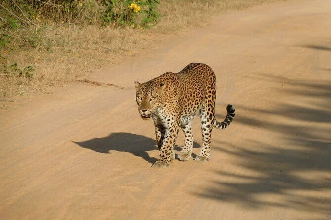 YALA SAFARI TOUR from Galle/Unawatuna/Mirissa/Tangalle/Ella - An In-Depth Look at the Yala Safari Experience