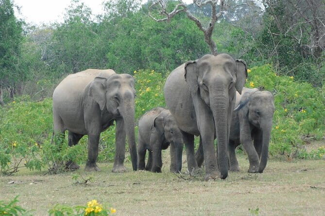 YALA SAFARI TOUR from Galle/Unawatuna/Mirissa/Tangalle/Ella - The Sum Up: Is the Yala Safari Tour Worth It?