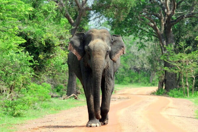 YALA SAFARI TOUR from Galle/Unawatuna/Mirissa/Tangalle/Ella - FAQs