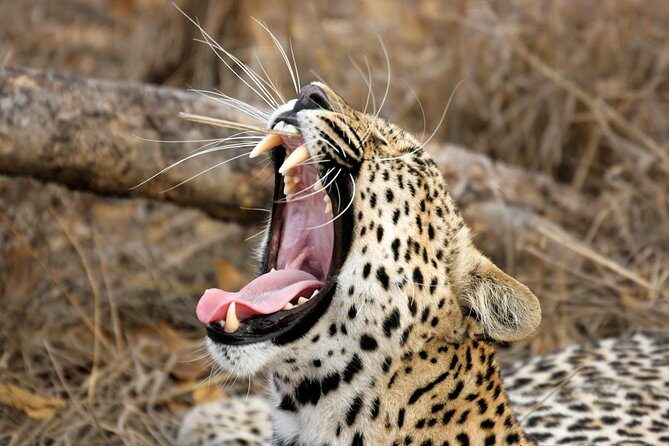 Yala Safari Tour from Hambantota Port (Shore Excursion) - An Honest Look at the Yala Safari Tour from Hambantota Port