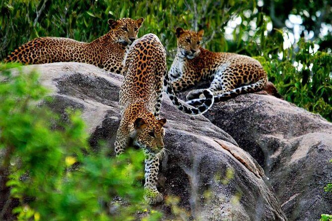 Yala Wild Adventure Safari - Key Points