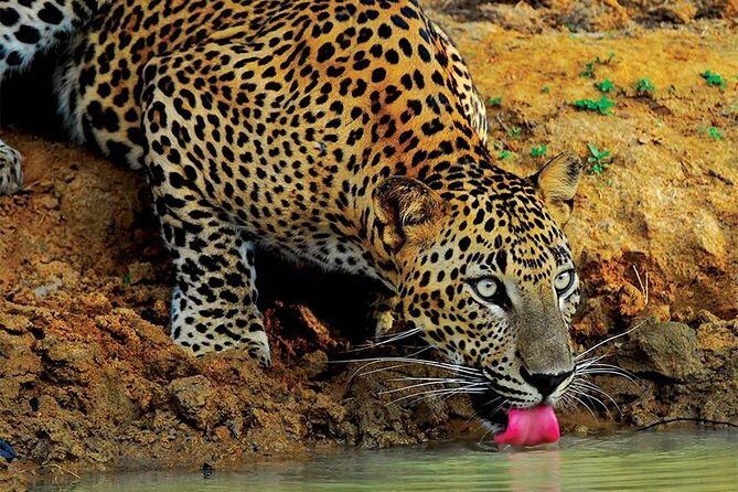 Yala Wild Adventure Safari - A Deep Dive into the Yala Wild Adventure Safari Experience