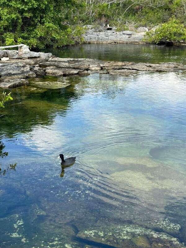 Yalku :Akumal snorkeling Muuch Kay Ecopark - Snorkeling Experience: What You Might Encounter