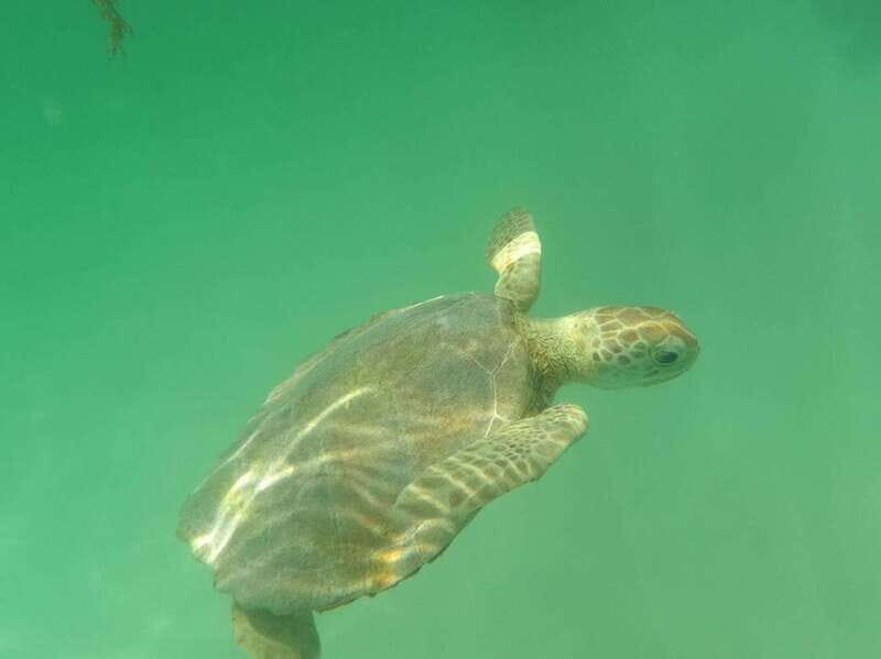 Yalku :Akumal snorkeling Muuch Kay Ecopark - Comparing with Similar Experiences