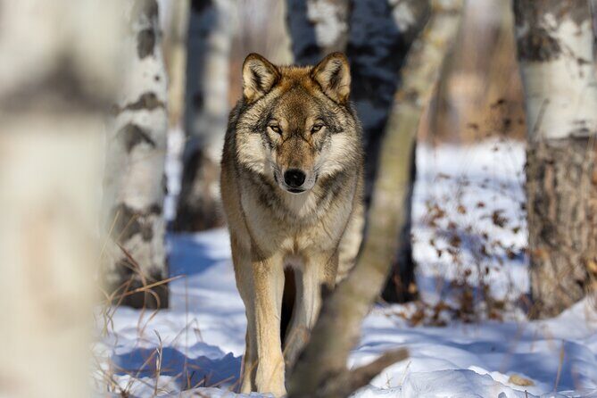 Yamnuska Wolfdog Sanctuary Walk Ticket in Canada - Who Will Enjoy This Tour Most?
