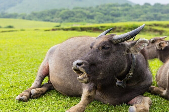Yangmingshan Half Day Tour in Taipei - FAQ