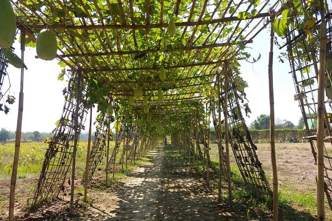 Yangon Outskirts - Rural Life Experience - Practical Details: What to Expect