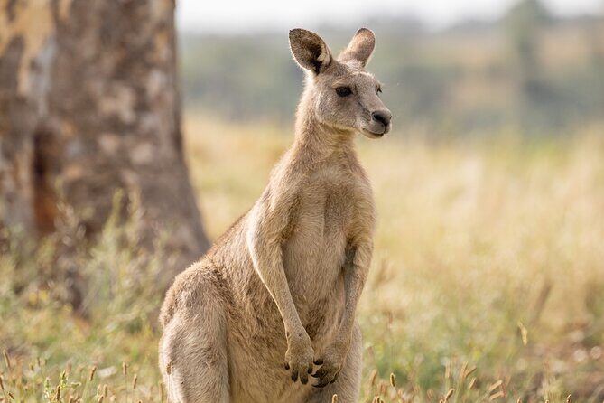 Yarra Valley by night! Private wine, whisky and dinner tour - What to Expect on the Tour