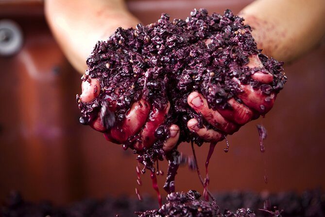 Yarra Valley Chandon Cheese & Sunset Kangaroos from Melbourne - Final Recommendations