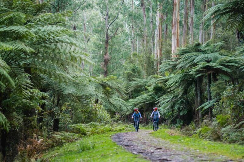Yarra Valley: Redwood Forest Mountain Bike Adventure - A Close Look at the Tour Experience
