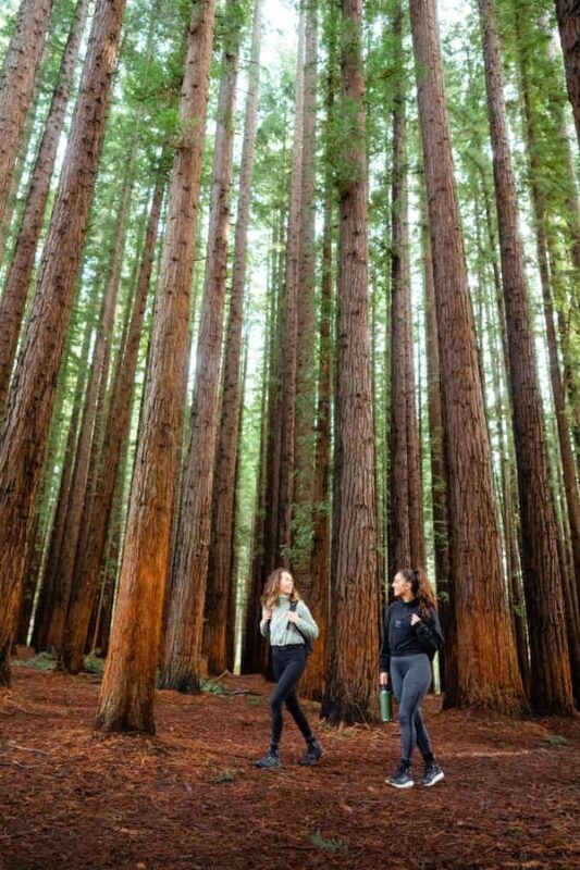 Yarra Valley: Redwood Forest Mountain Bike Adventure - Final Thoughts: Is This Tour Right for You?