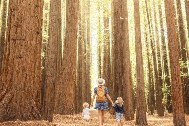 Yarra Valley | Redwoods, Wildlife, Wine, Chocolate - A Deep Dive into the Experience