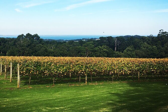 Yarra Valley Wine Tour inc lunch with a glass of wine, tastings and chocolate - The Experience for Different Travelers