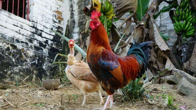 Yelapa: Catamaran Cruise with Lunch and Open Bar - What Do Past Travelers Say?