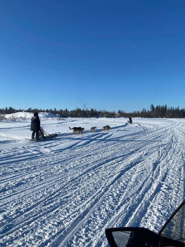 Yellowknife: Dog Sledding Tour - Key Points