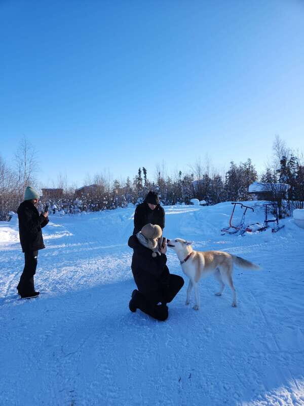 Yellowknife: Dog Sledding Tour - An In-Depth Look at the Tour