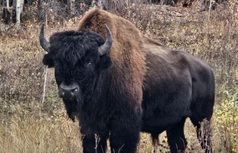Yellowknife: Wild Bison Highway Tour - The Value of the Experience