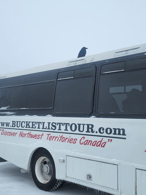 Yellowknife: Wild Bison Highway Tour - Who Should Consider This Tour?