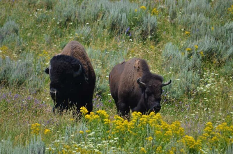 Yellowstone 2 Day Adventure - Upper and Lower Loop Tour - A Practical Introduction to Yellowstones 2-Day Tour