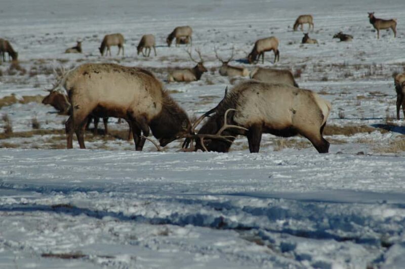 Yellowstone 2 Day Adventure - Upper and Lower Loop Tour - FAQ