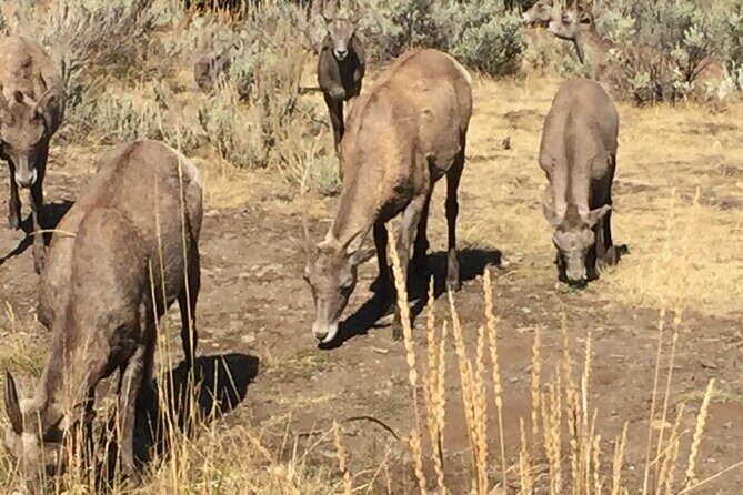 Yellowstone For Kids Family Fun Tour w/PU in West Yellowstone - A Closer Look at the Yellowstone For Kids Tour