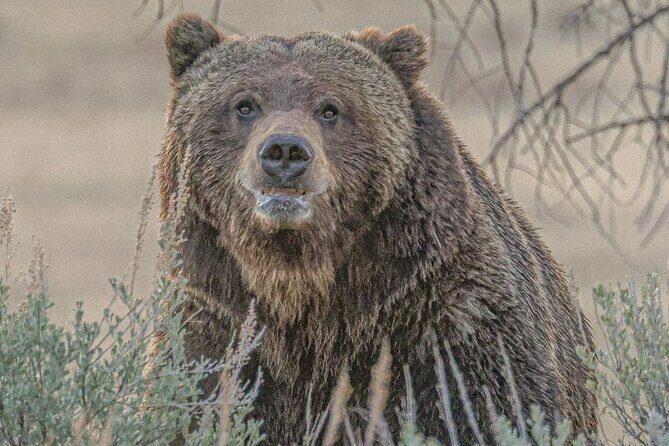 Yellowstone Full-Day Upper Loop Wildlife Adventure w/Lunch - What to Expect from the Tour