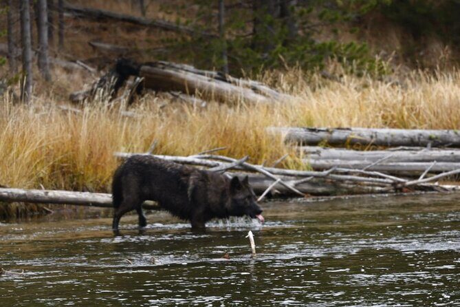 Yellowstone Full-Day Upper Loop Wildlife Adventure w/Lunch - What Sets This Tour Apart?