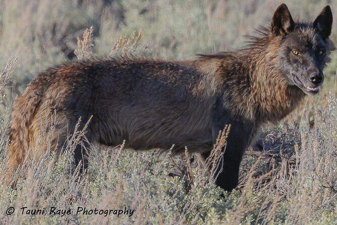 Yellowstone Full-Day Upper Loop Wildlife Adventure w/Lunch - Price and Value